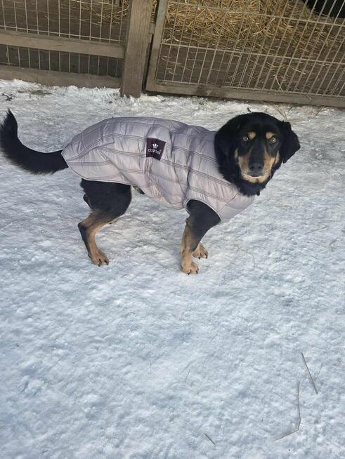 Ogar polski mix Wężyk szuka domu schronisko Zgierz -aktualne