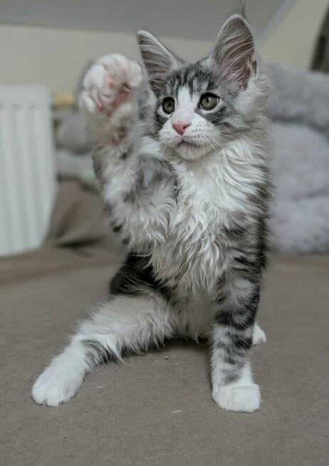 Przystojne chłopaki Maine Coon