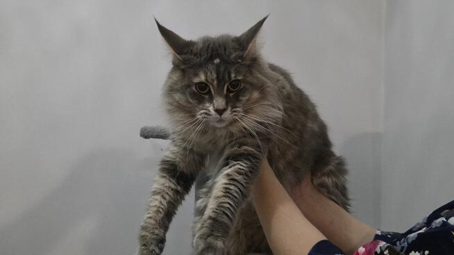 Kotka Maine Coon,18 msc.