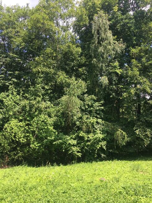 Działka budowlana z prywatnym lasem – 18 arów (okolice Krako