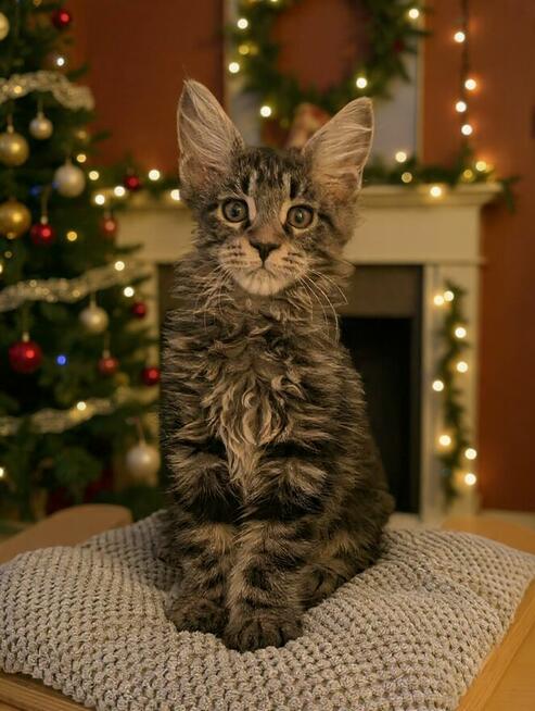 Przystojne chłopaki Maine Coon