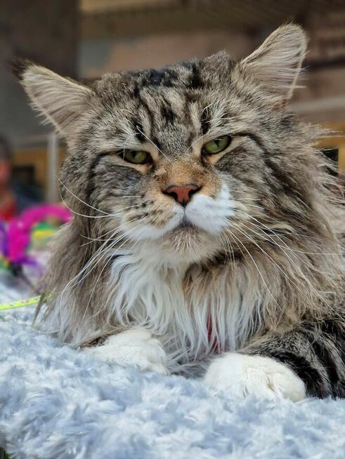 Przystojne chłopaki Maine Coon