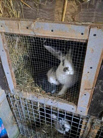 Króliki młode polecam