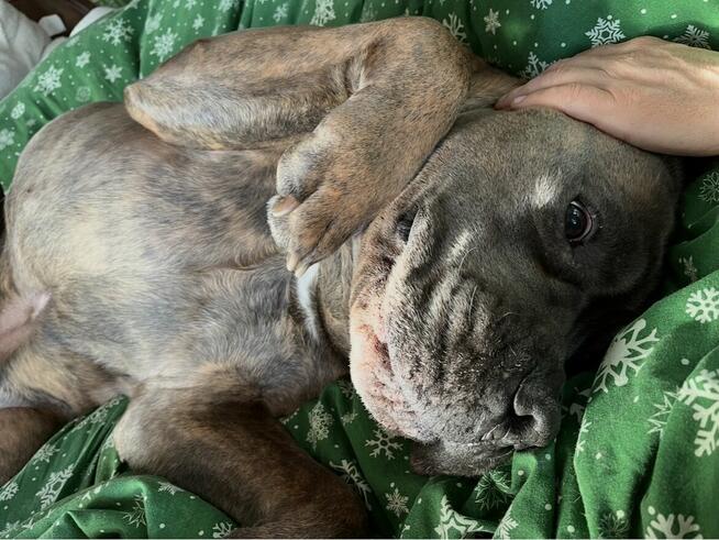 Hotel dla psów. Hotelik dla psów