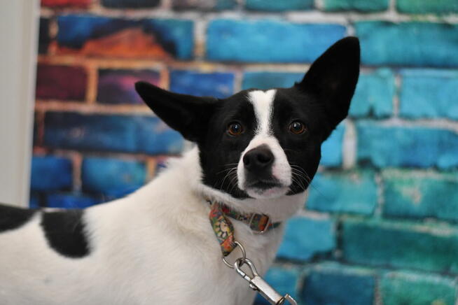 Młodziutki Ciapek szuka doświadczonego domku!