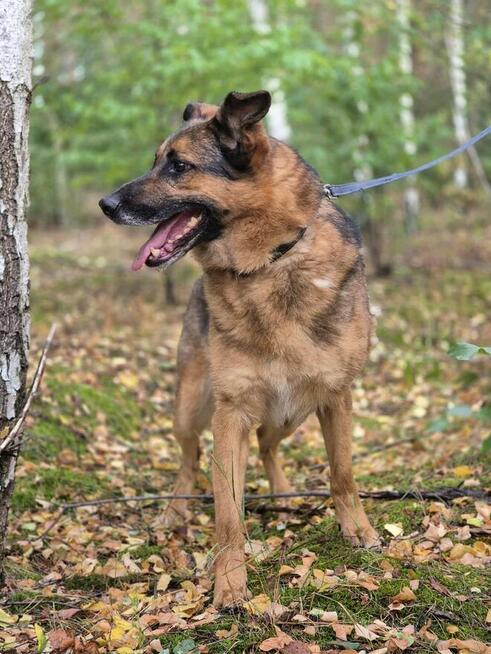 Lizak - mądry, łagodny, kochający pies BŁAGA o dom!