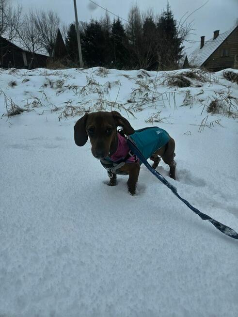 Śliczna Jamniczka Miniatura