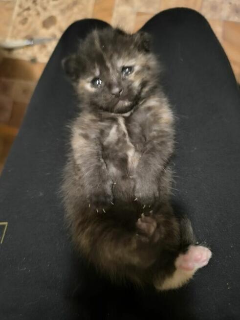 Kocięta brytyjskie szaro-ciemne mieszanka