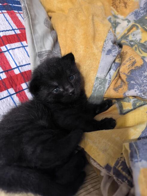 Kocięta brytyjskie mieszanka