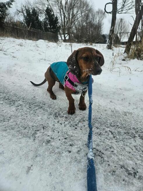 Śliczna Jamniczka Miniatura