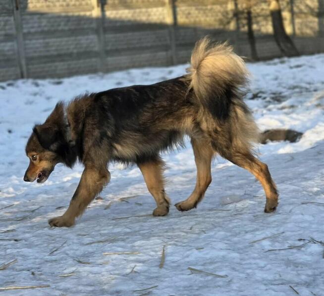 Listek 12 kg szuka domu -schronisko Zgierz -aktualne