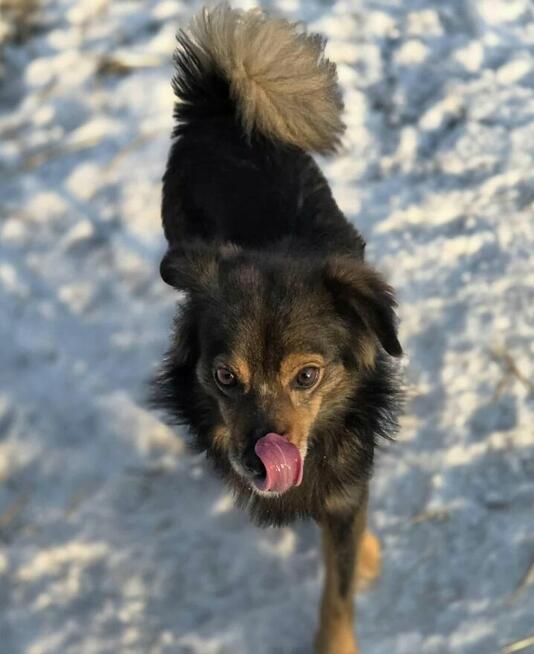 Listek 12 kg szuka domu -schronisko Zgierz -aktualne