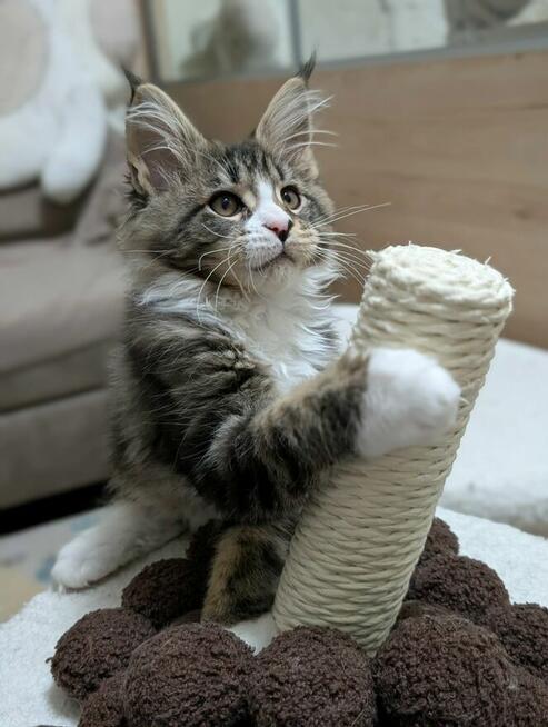 Przystojne chłopaki Maine Coon