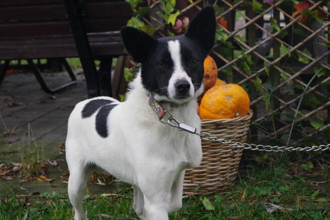 Młodziutki Ciapek szuka doświadczonego domku!