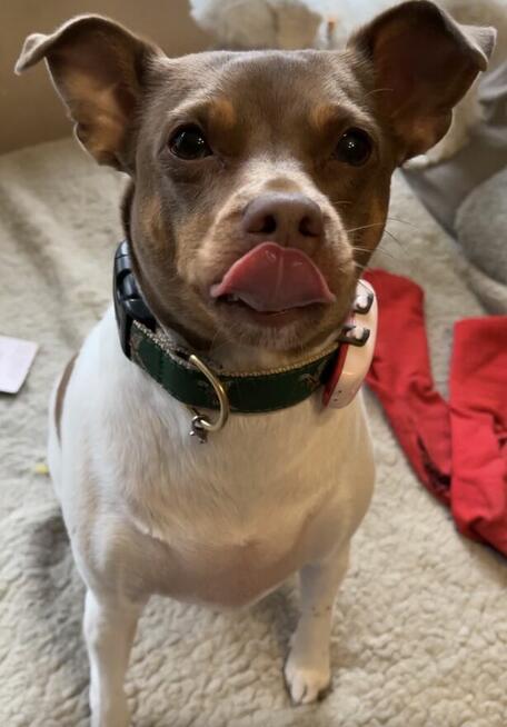 Hotel dla psów. Hotelik dla psów