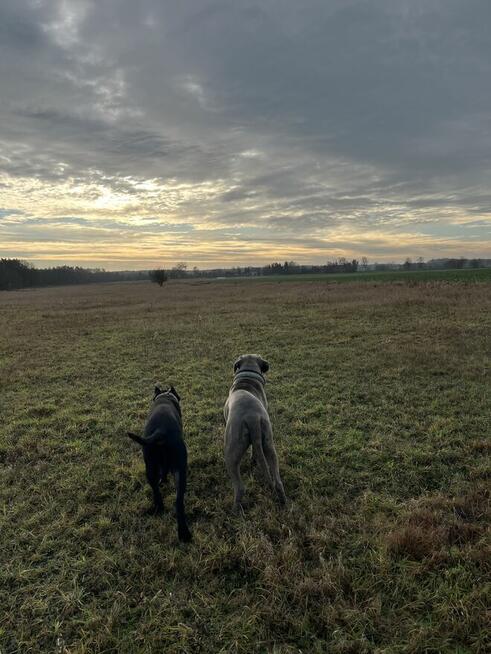 Hotel dla psów. Hotelik dla psów