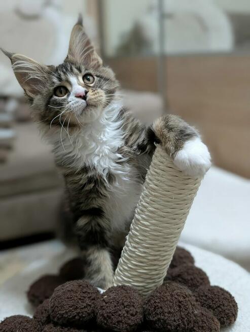 Przystojne chłopaki Maine Coon