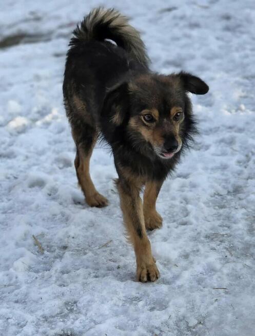 Listek 12 kg szuka domu -schronisko Zgierz -aktualne