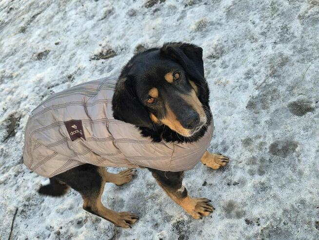 Ogar polski mix Wężyk szuka domu schronisko Zgierz -aktualne