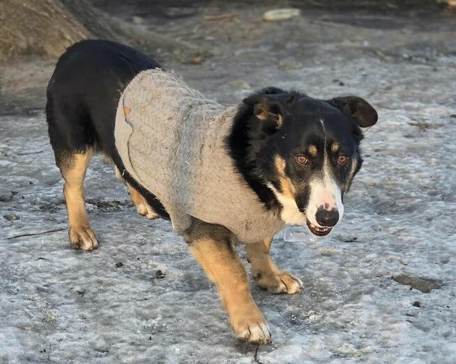 Cwaniak szuka domu schronisko Zgierz-aktualne