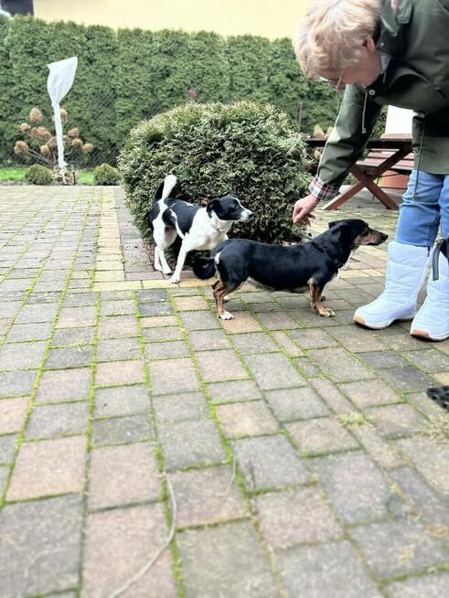 Dwie nakolankowe sunie jamnik mix szukają domu!