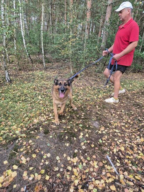 Lizak - mądry, łagodny, kochający pies BŁAGA o dom!