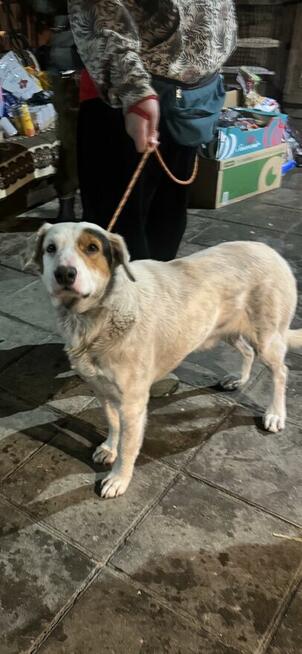 Sanyo szuka domu schronisko Zgierz-aktualne