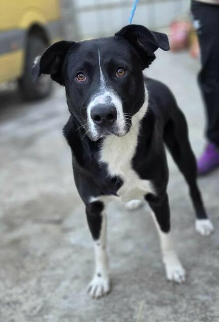 Poker szuka domu -schronisko Zgierz -aktualne