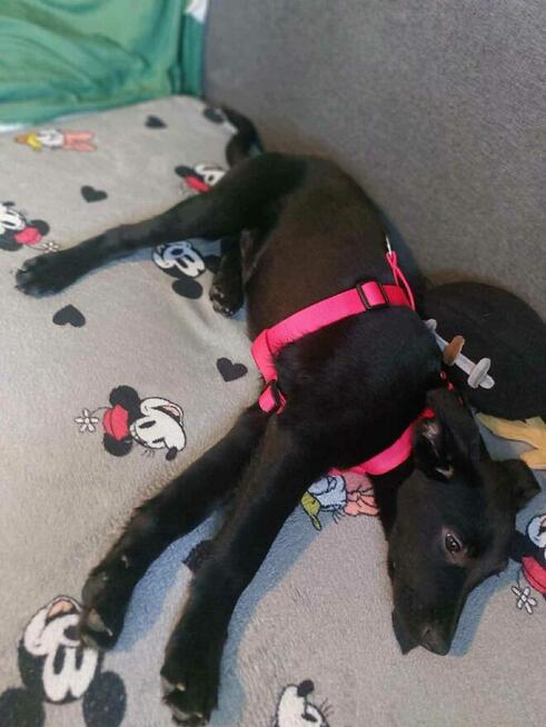 Piękne psie dzieci marzą o domach pełnych miłości