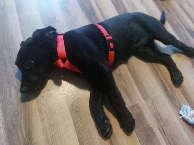 Młode sunie kochające ludzi dzieci i świat szukają domów