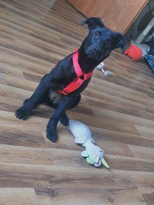 Piękne psie dzieci marzą o domach pełnych miłości