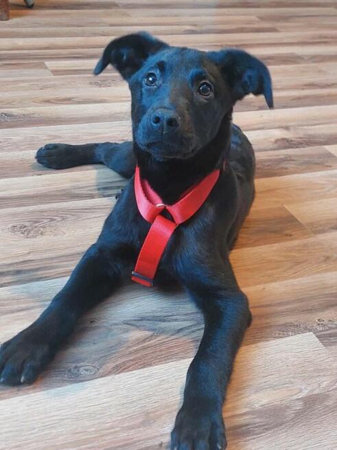 Piękne psie dzieci marzą o domach pełnych miłości