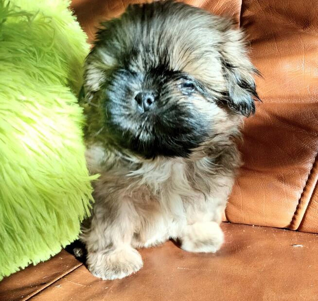 Shih tzu piesek FCI