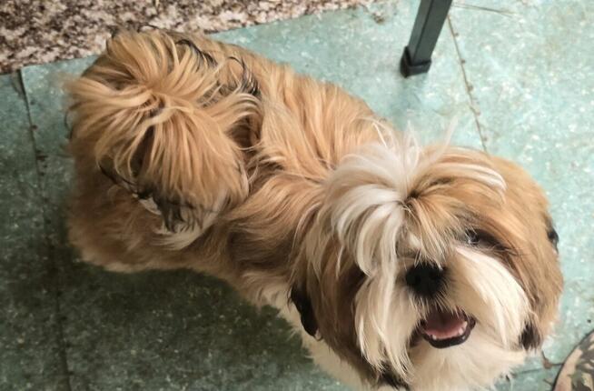 Reproduktor Shih tzu