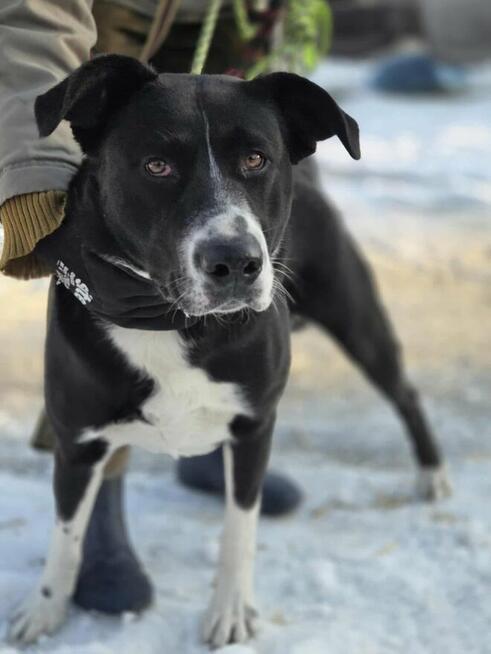 Poker szuka domu -schronisko Zgierz -aktualne