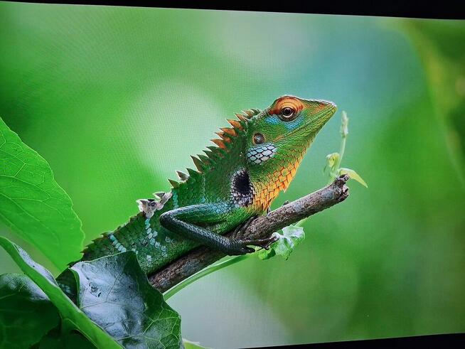 Sprzedam tv Hisense 43 cale 4K UHD