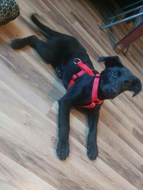 Młode sunie kochające ludzi dzieci i świat szukają domów