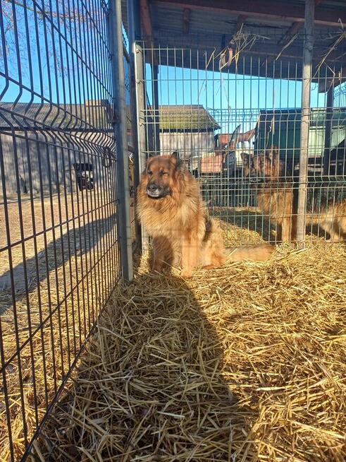 Oddam owczarka niemieckiego