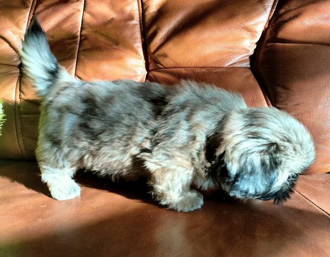 Shih tzu piesek FCI