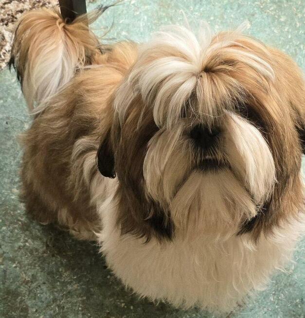Reproduktor Shih tzu