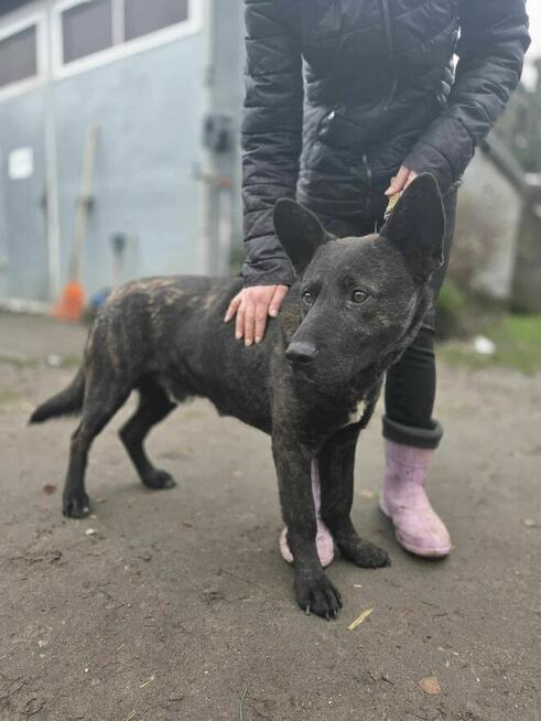 Neptun mix szuka domu -schronisko Zgierz -aktualne