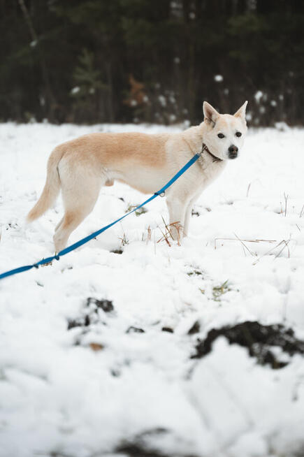 Tic historia śnieżnego psa, który już od 2012 roku marzy o