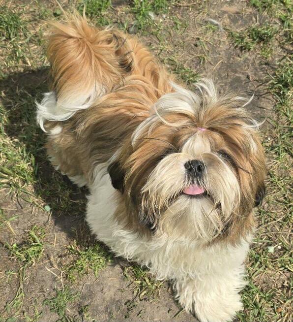 Reproduktor Shih tzu