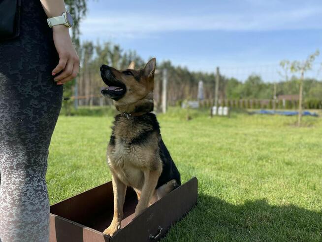 Kaśka - 10 letnia sunia w typie owczarka niemieckiego.