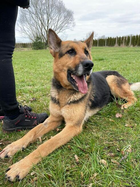 Kaśka - 10 letnia sunia w typie owczarka niemieckiego.