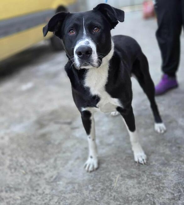 Poker szuka domu -schronisko Zgierz -aktualne