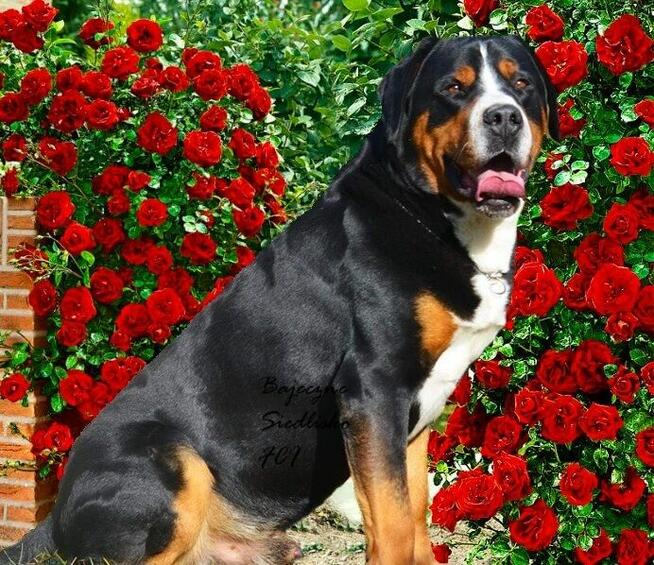 Duży Szwajcarski Pies Pasterski z rodowodem szczeniak