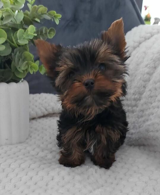 Malutki piesek yorkshire terrier