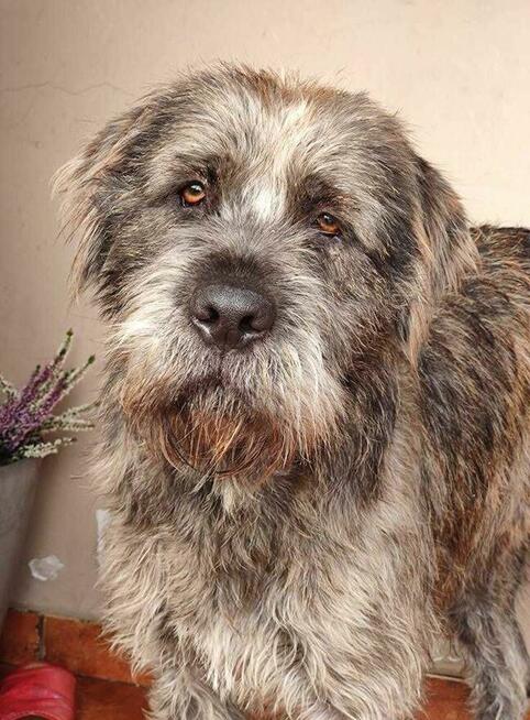 Sznaucer mix Wader szuka domu -schronisko Zgierz -aktualne