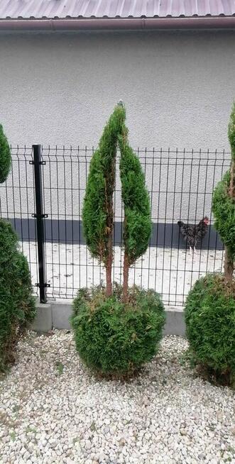 Kompleksowe Usługi Ogrodnicze